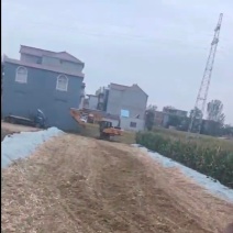 玉米黄储