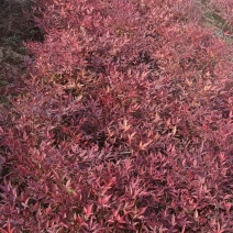 蓝天竹营养杯火焰红南天竹高45厘米左右冠幅28厘
