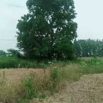 乌桕树