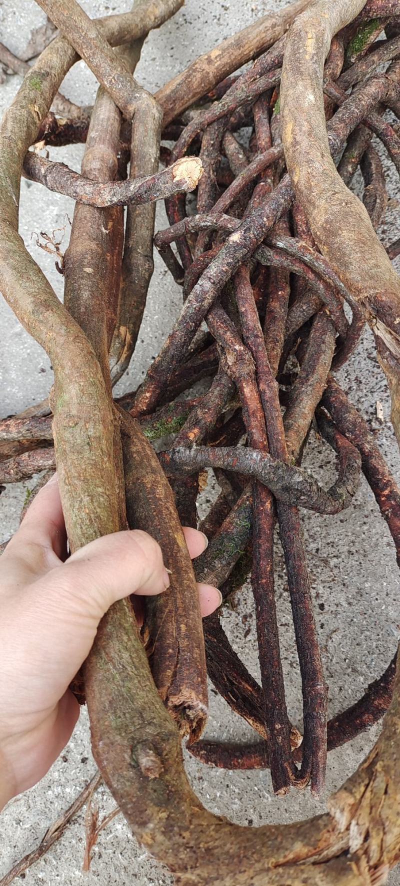 广西野生首乌藤,夜交藤