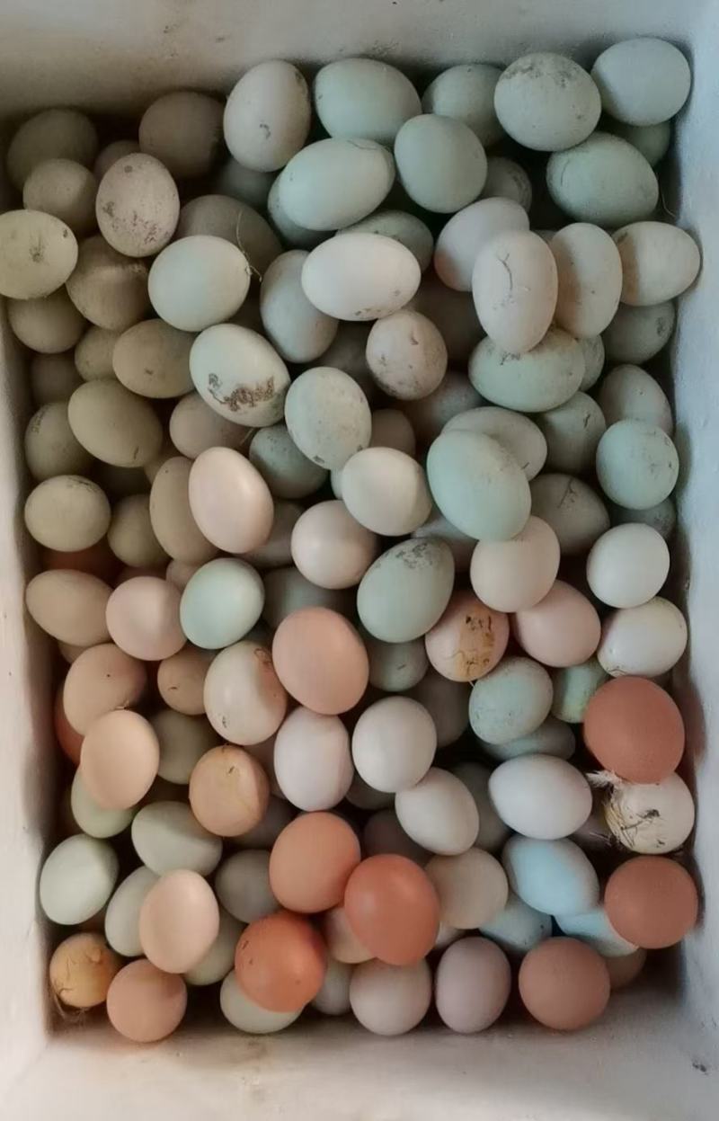 鸭蛋绿壳
