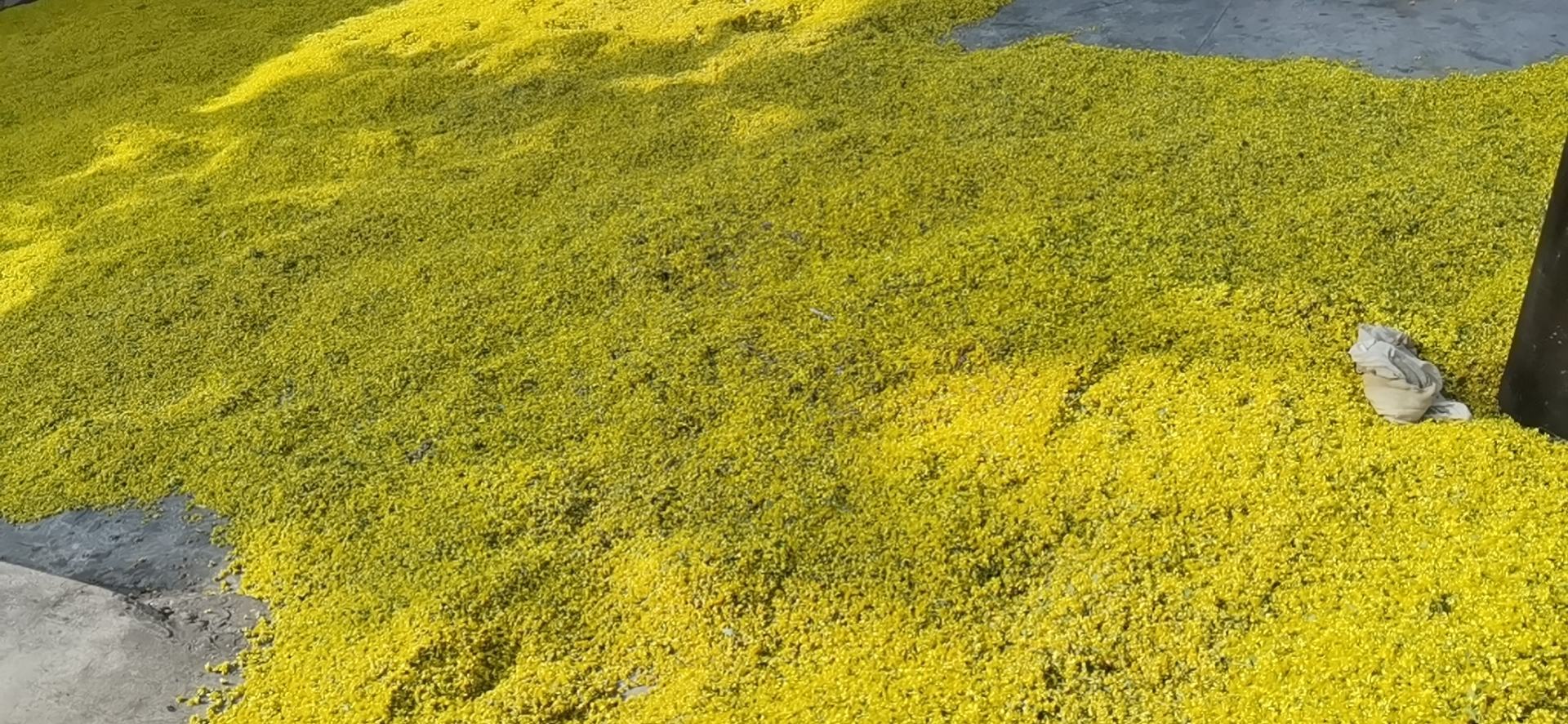 晾晒在竹席上的野生菊花，花朵呈金黄色，花瓣细长卷曲，背景为山区农家院落，阳光充足