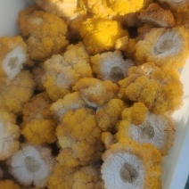 金耳菌