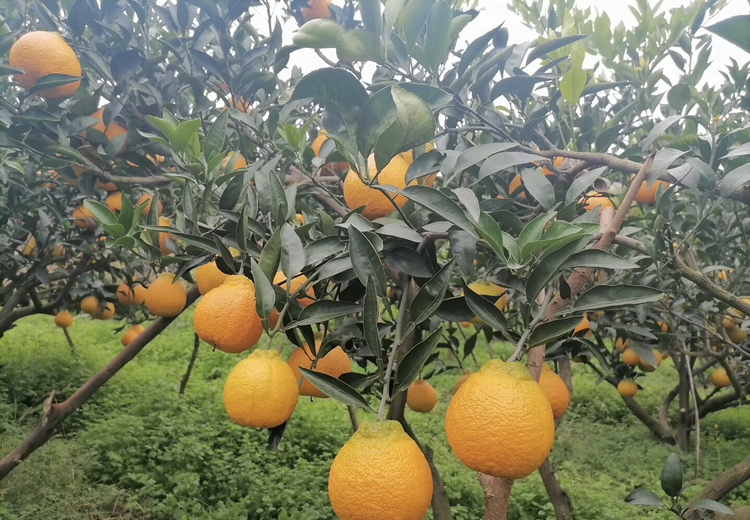 不知火柑橘果园
