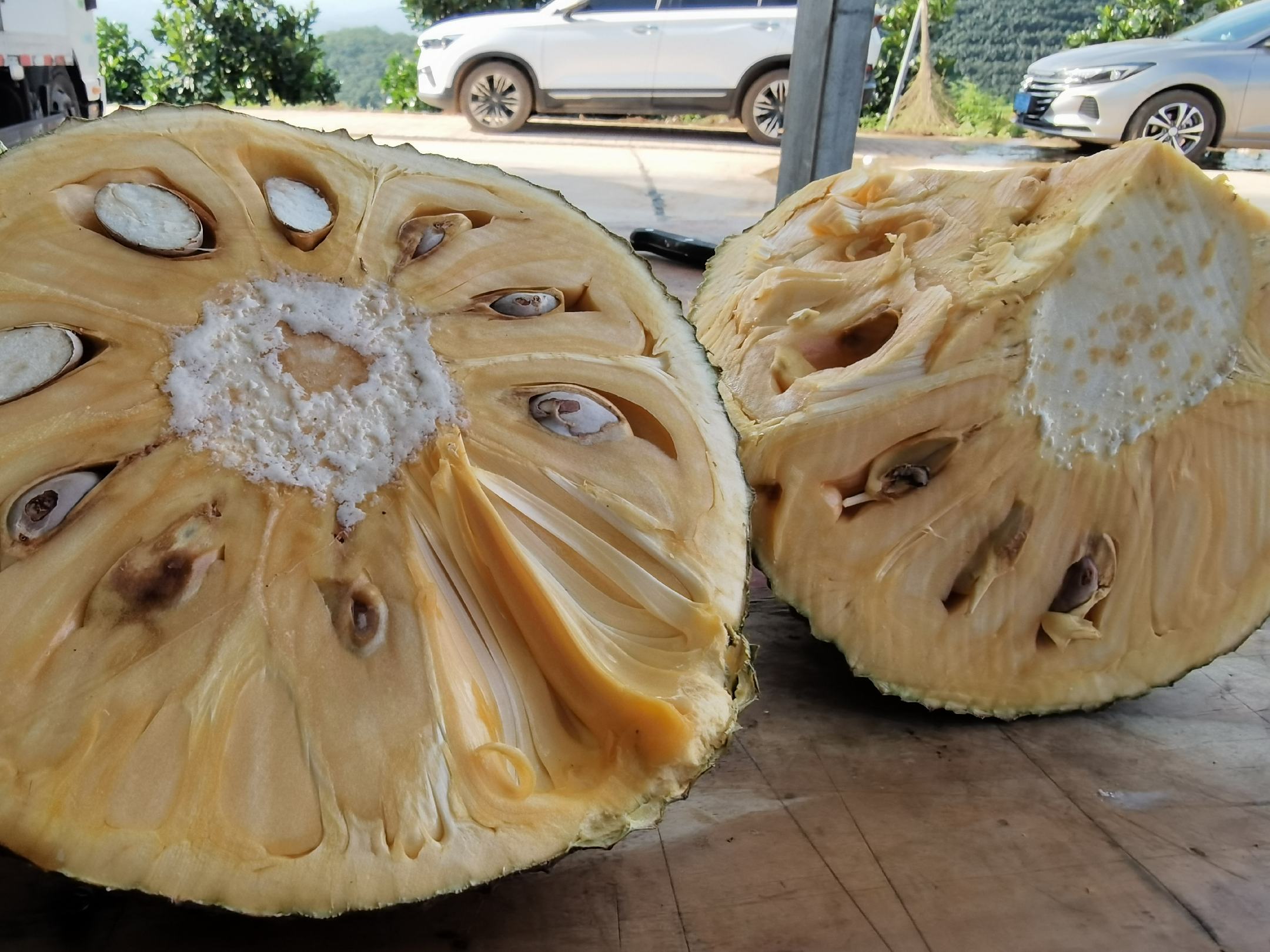不同品种菠萝对比图