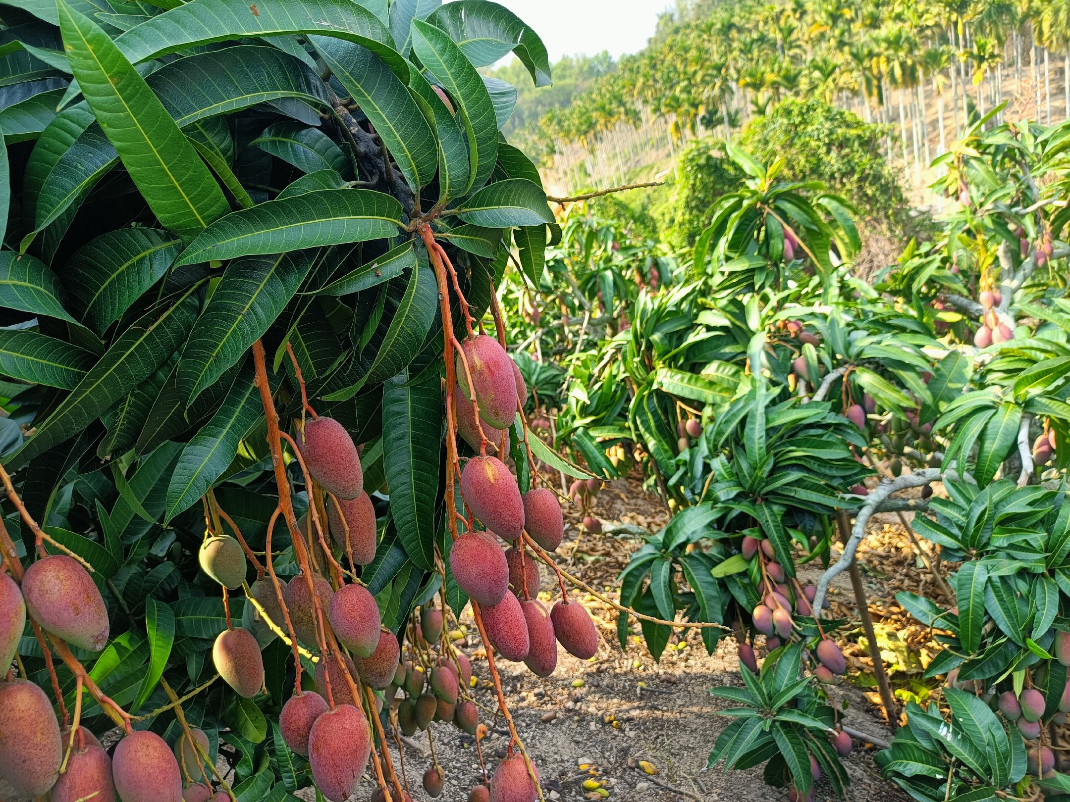 无人机航拍视角下的凯特芒种植园,成片的芒果树整齐排列,树叶茂密呈深绿色,部分树枝上挂满青绿色的凯特芒果实;阳光明媚,地面土壤呈褐色,远处有农民在田间劳作,整体画面展现热带果园的丰收景象 凯特芒果园实景航拍图