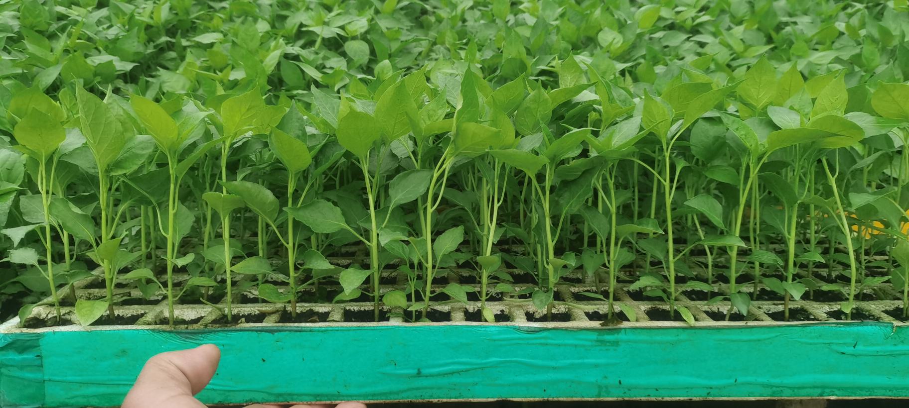 小米辣田间种植图,展示整齐排列的辣椒植株,适合用于说明种植密度与行距安排 小米辣田间种植图