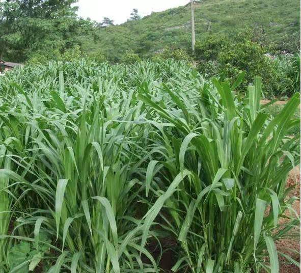 内蒙古草原上的北沙参种植基地