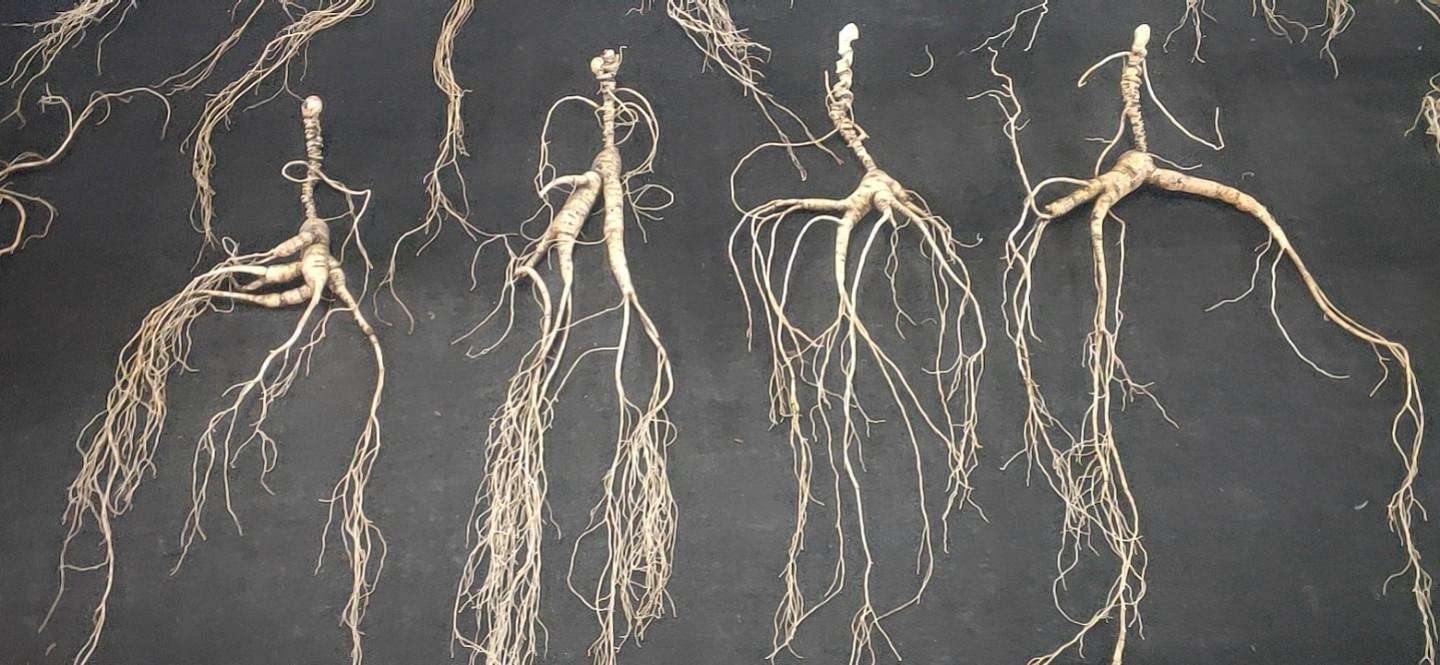 展示洋参与高丽参的外观对比,突出两者在颜色、形态上的差异 洋参与高丽参的对比图