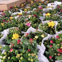 荷兰菊清明专用绿化专用基地直发质量保证