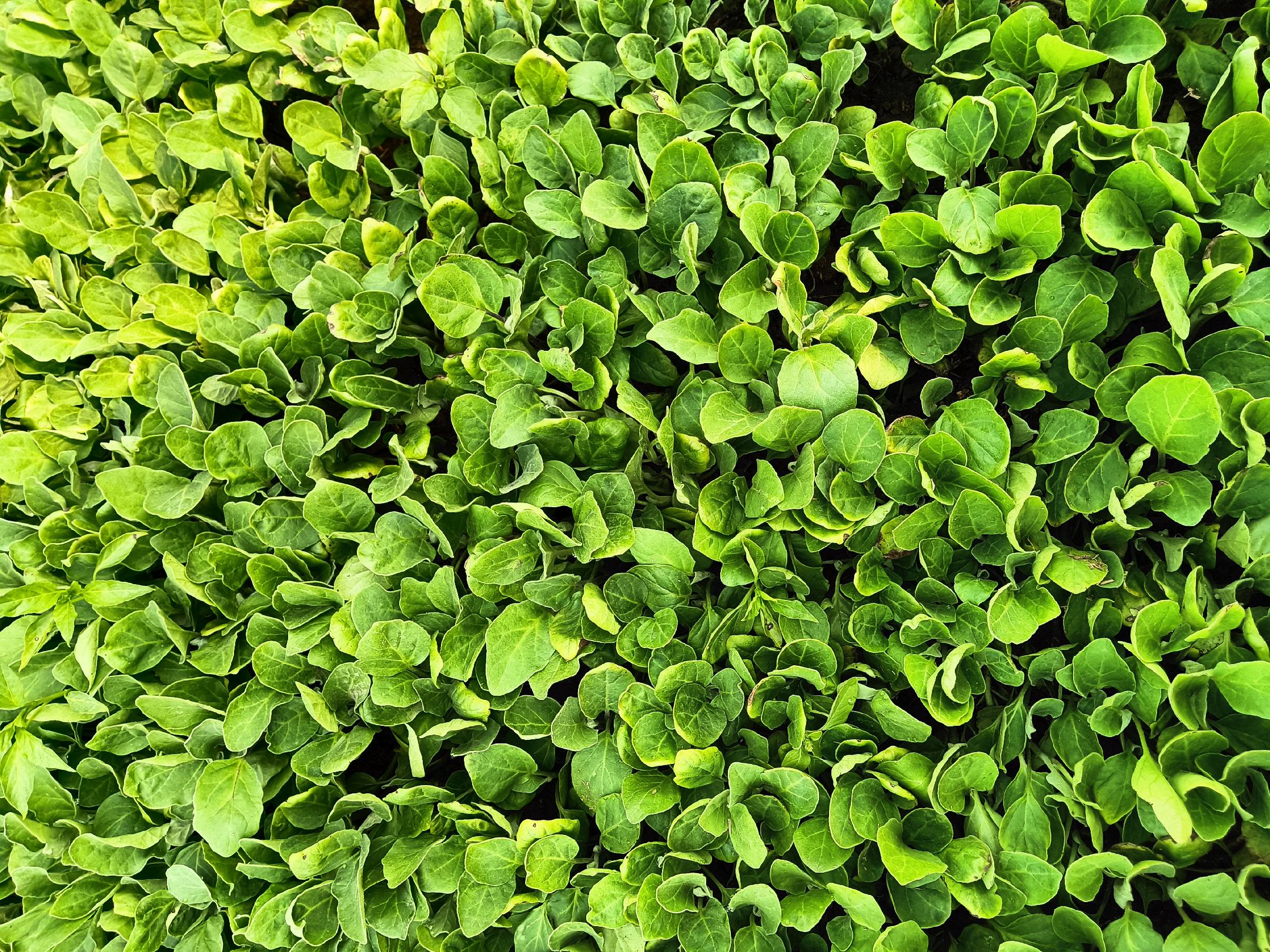 新鲜采摘的番茄叶片特写