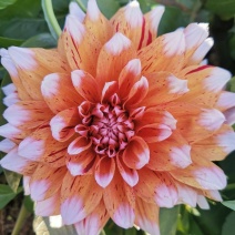 大丽花