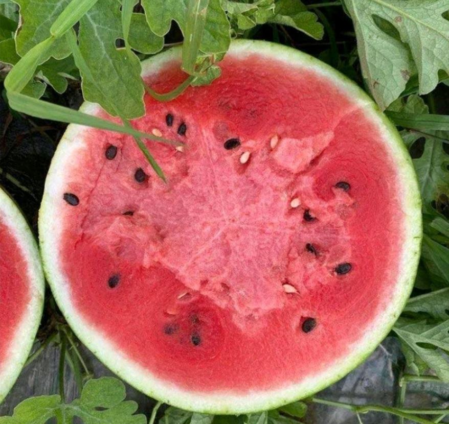 一个被横向切开的8424西瓜,露出鲜红均匀的果肉,汁水丰盈,种子稀少且呈黑色小点状分布,切面平整光滑,周围有晶莹水珠渗出,背景为白色瓷盘,突出水果的新鲜质感 切开的8424西瓜特写