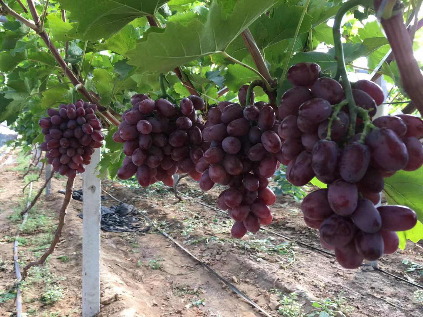 莱西克瑞森葡萄采摘现场,展示工人正在有序采收成熟的果穗 莱西克瑞森葡萄采摘现场