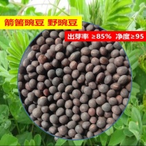 箭筈豌豆种子，优质绿肥种籽果园多年生野豌豆种籽蜜源植物