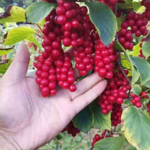 北五味子苗自家种植规格齐全欢迎购买！