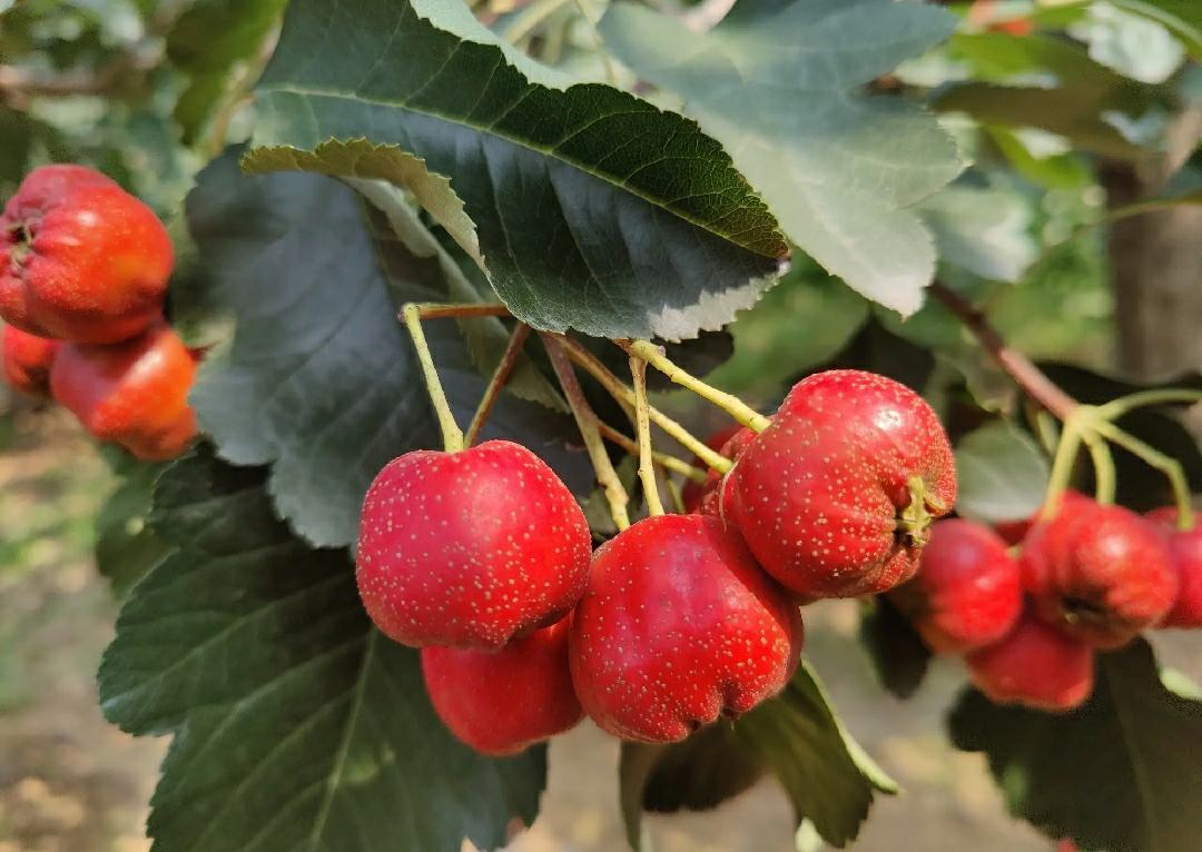 铁山楂果实特写