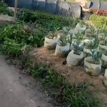 夹竹桃