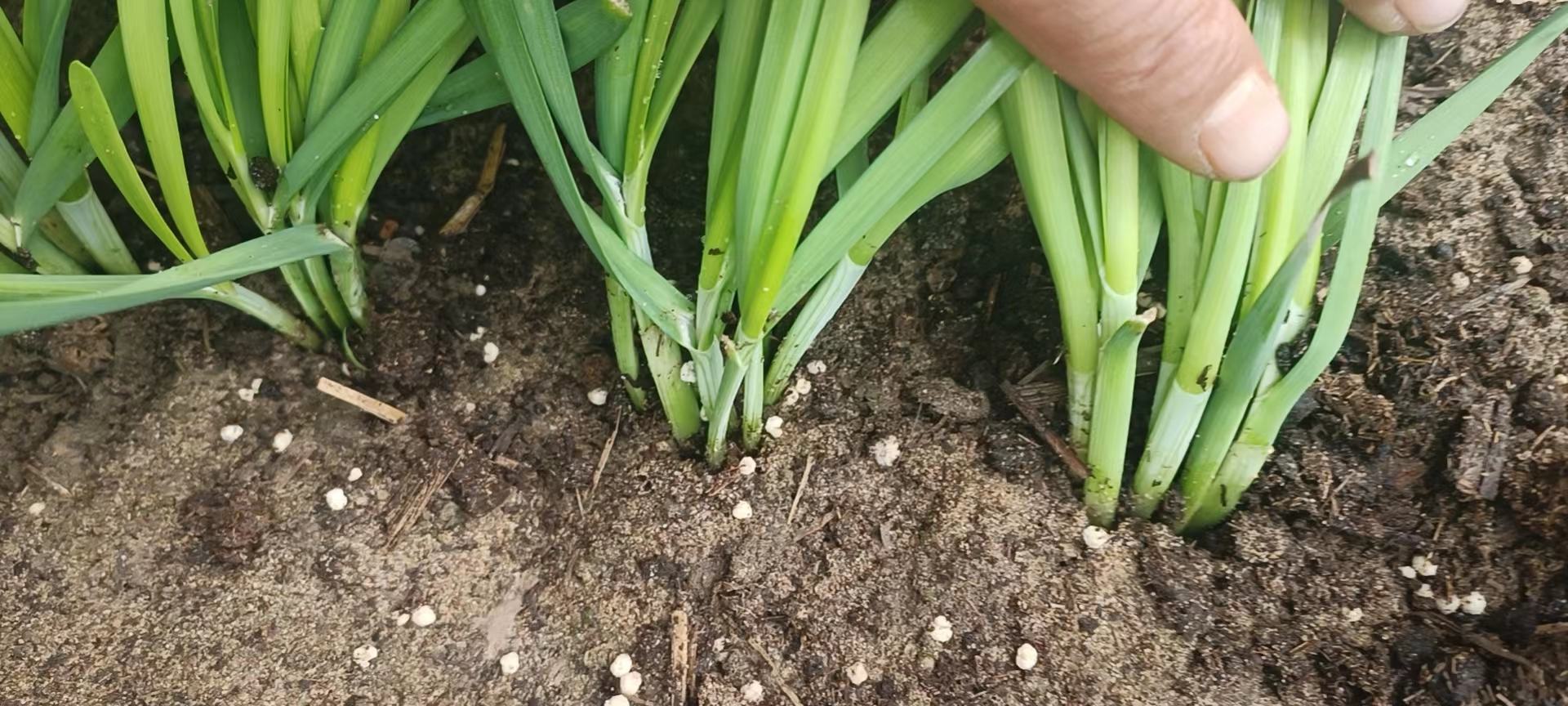 韭菜移栽株距与行距示意图