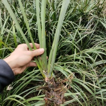 石菖蒲种苗
