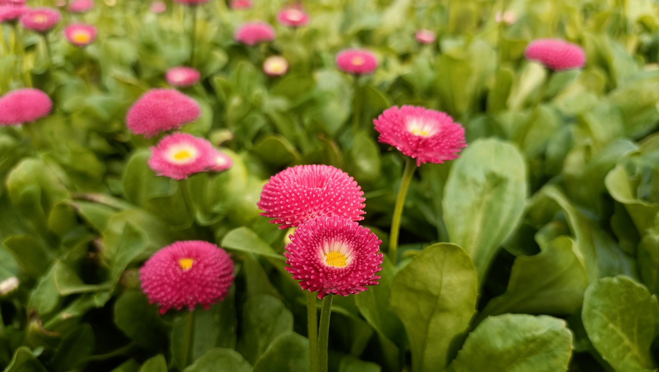 并列展示雏菊、蒲公英和菊苣的基生叶对比图,每种植物标注名称,重点突出雏菊的匙形叶与蒲公英的羽状深裂叶之间的差异,背景为白色,便于比较形态 雏菊与类似植物对比图