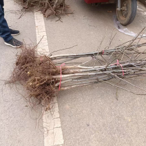 山东核桃树苗大量低价各种规格核桃树苗三公分4公分的五