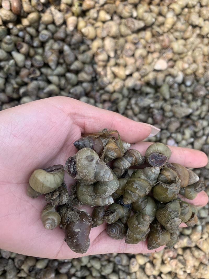 微山湖淡水田螺,量大从优,保证鲜活