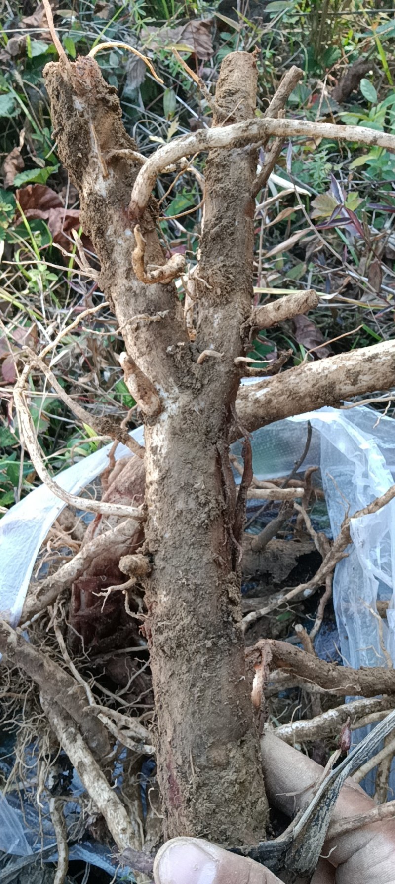 纯野生马刺根