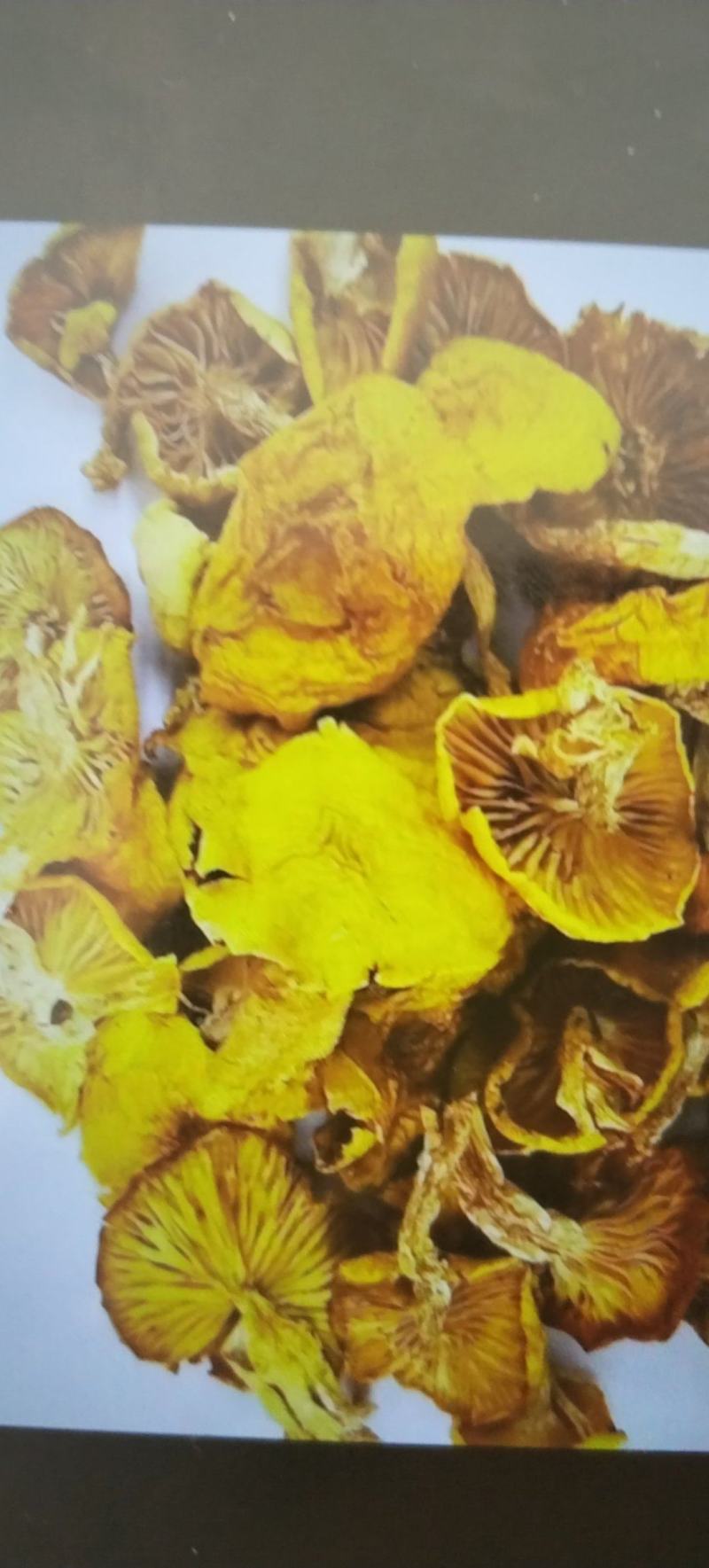 内蒙古兴安盟阿尔山市蘑菇 120.00元/斤野生黄蘑