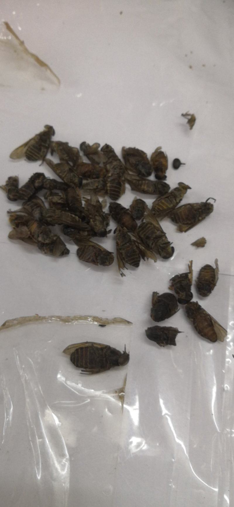 特大牛氓虫牛蝇单个足两公分特大个欢迎选购一公斤一袋