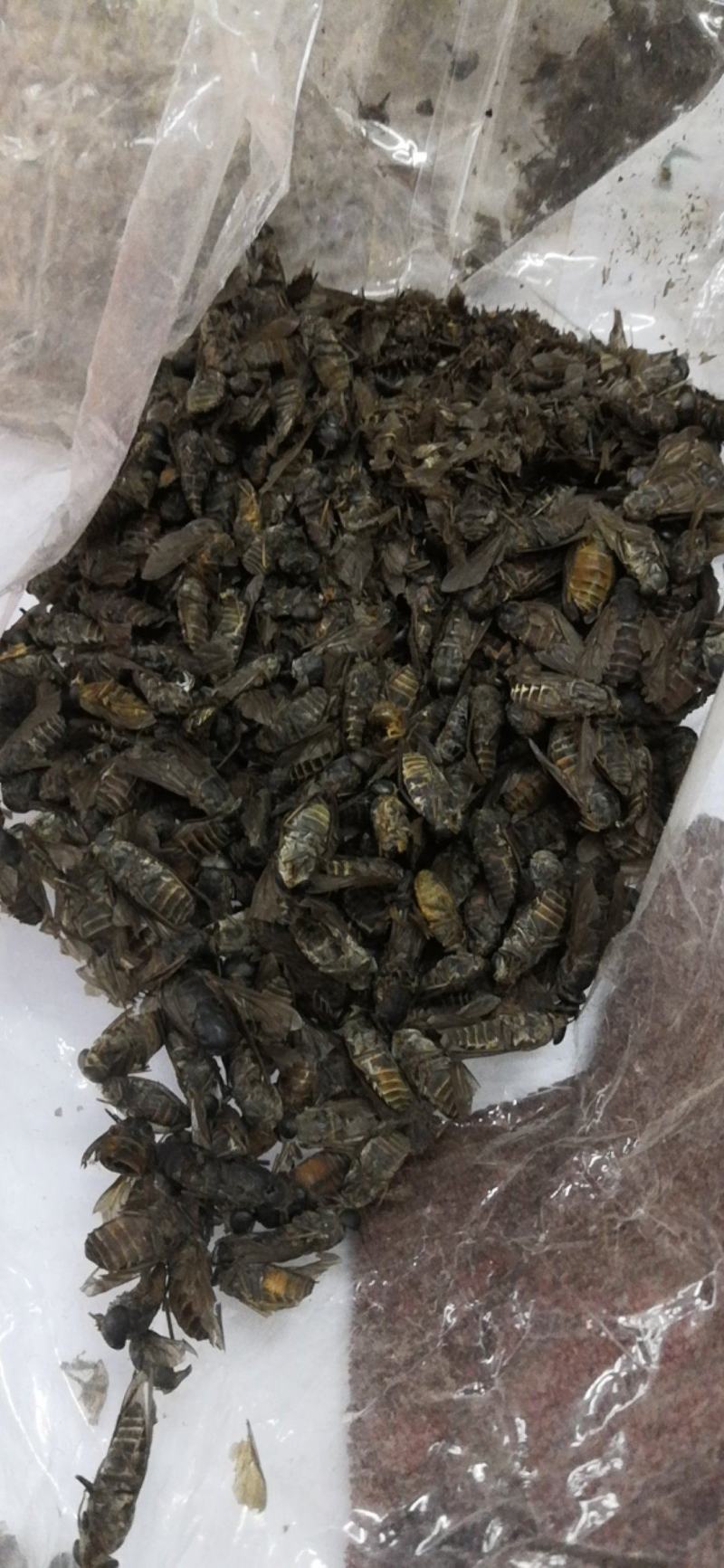 特大牛氓虫牛蝇单个足两公分特大个欢迎选购一公斤一袋