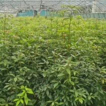 楠木桢楠
