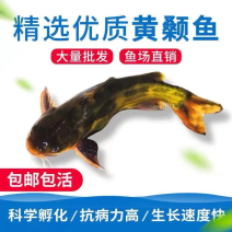 黄骨鱼苗黄辣丁黄颡鱼合作养殖包教技术，提供饲料包回收