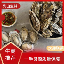 山东乳山生蚝，小豆蚝批发零售团购可大量供应走货，低利出