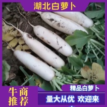 湖北白萝卜基地一手货源支持视频在线看货