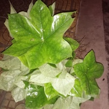 药材种苗