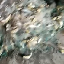 梅童鱼