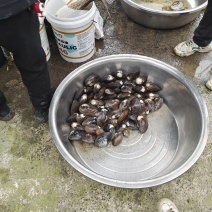 蚌壳