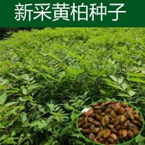 新采黄柏种子净子黄檗柏檗木黄菠萝绿化行道林木苗木树种子
