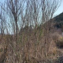 嫁接蜂糖李树苗
