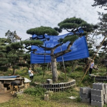 造型松