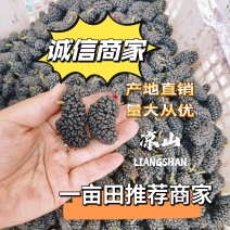 【特价】德昌基地直发桑椹生鲜全程冷链电商社区团购一件代发