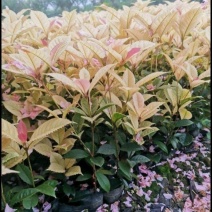 五彩桂花