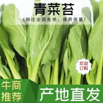苏北青菜苔，青菜心，产地货源，代发全国，质量上乘