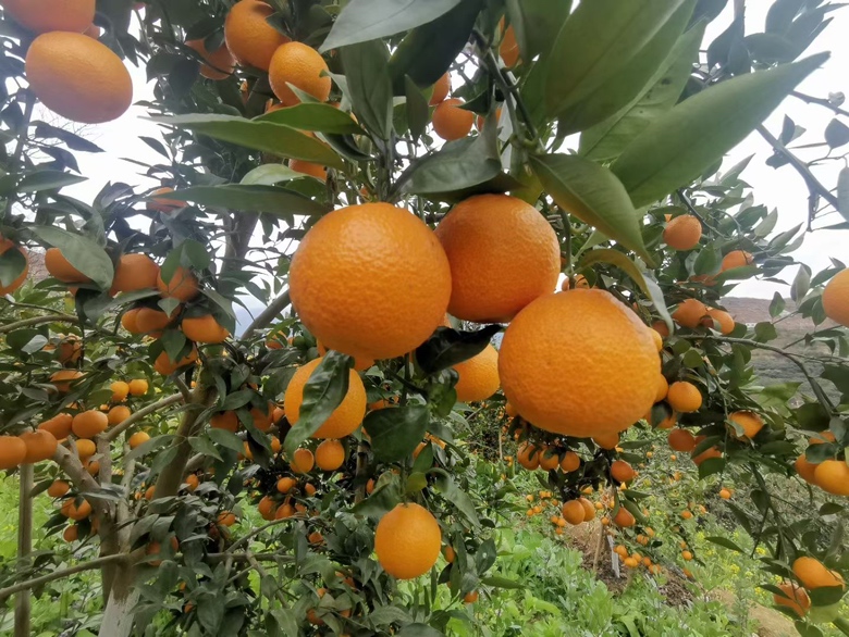 枇杷果园实景