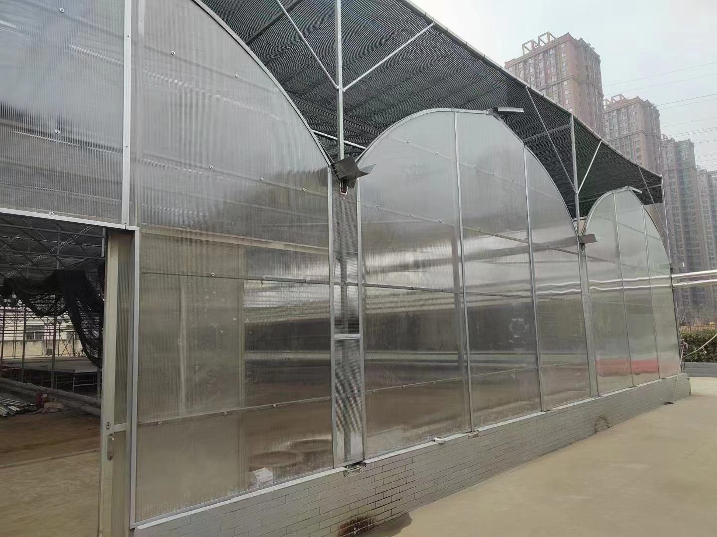 冬季双膜覆盖防春化栽培：华南某基地大白菜田，黑色地膜全覆盖，其上架设透明PE小拱棚（高0.8m），棚内悬挂温湿度计显示夜间最低温13.2℃，植株生长稳健，心叶紧凑未见抽薹迹象