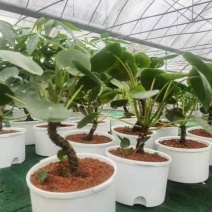 镜面草绿植绿化