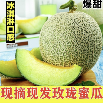 海南2级玫龙蜜瓜大量上市，供应各大超市，及各大挡口