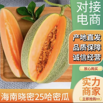 网红主播供应，海南哈密瓜小蜜晓蜜25.一件代发