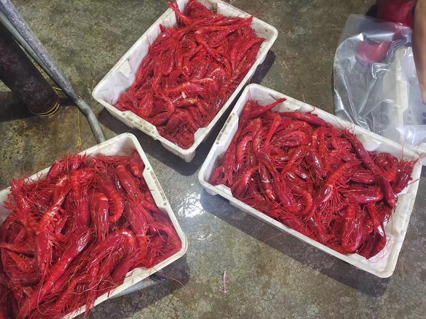 南美养殖对虾产品展示与国际认证墙